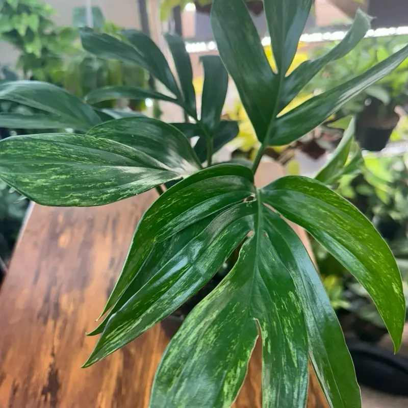 Variegated Raphidophora Dragon Tail Live Indoor Plant, Rare House Plant, 6in Garden Pot, Live Indoor Plants