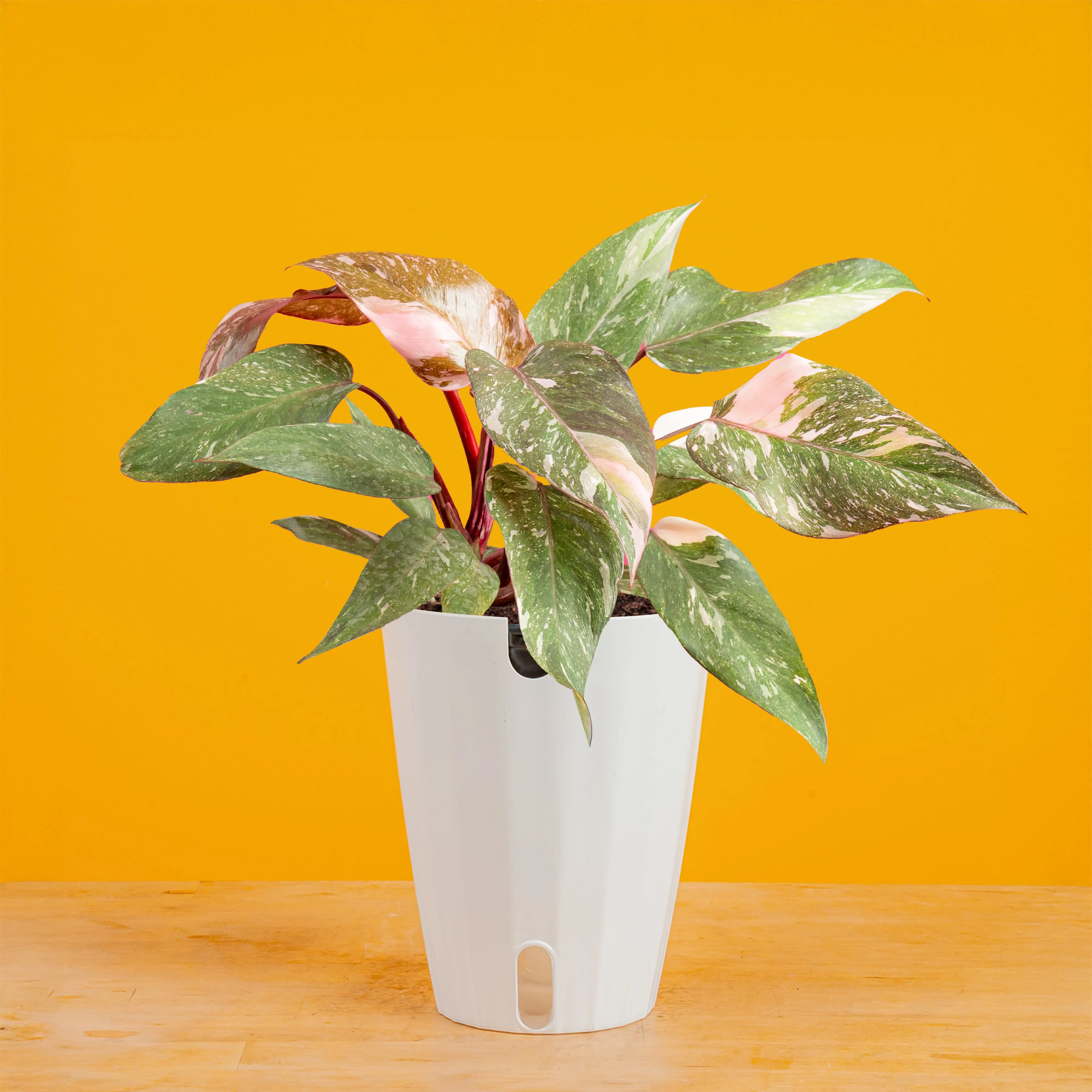 Pink Princess Philodendron | medium Pink Princess Philodendron | medium