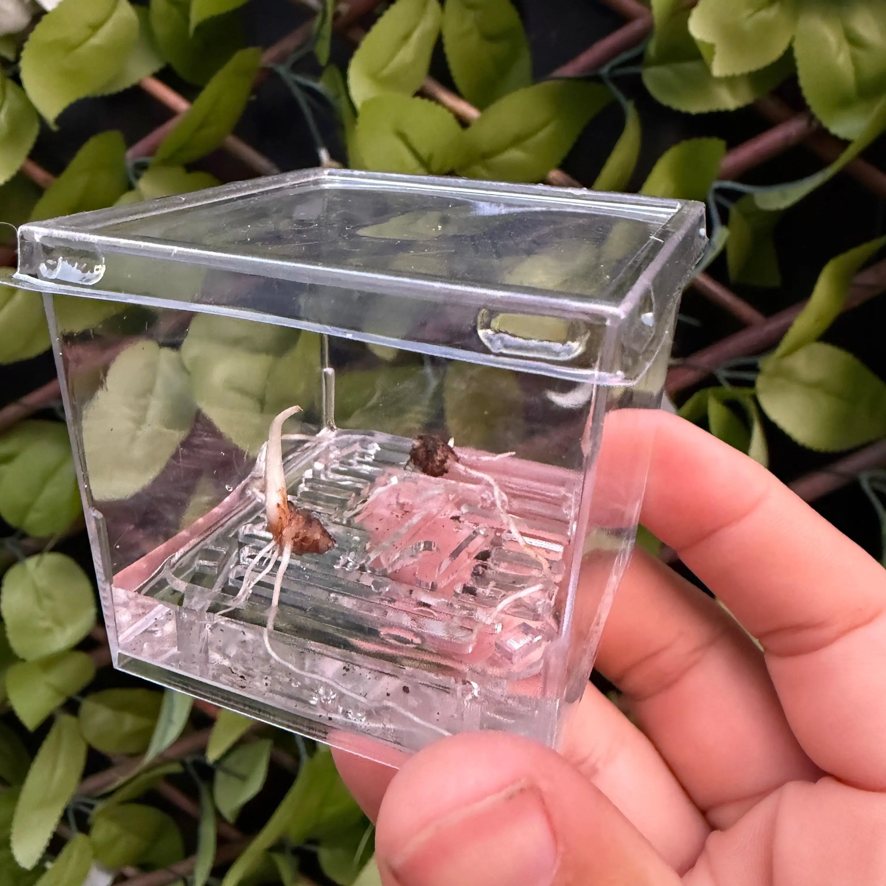 Acrylic Alocasia Propagation Case, Cube Shape with Corm Risers, Holds Growth Units Above Water for Indoor Garden Use, Holds Above Water