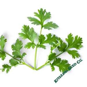 Cilantro Seeds - Leisure - (aka) Chinese Leisure Parsley