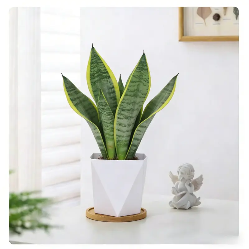 strelitzia 160 cm Strelitzia reginae (crane flower, bird of paradise) – Bastana Online Gardens