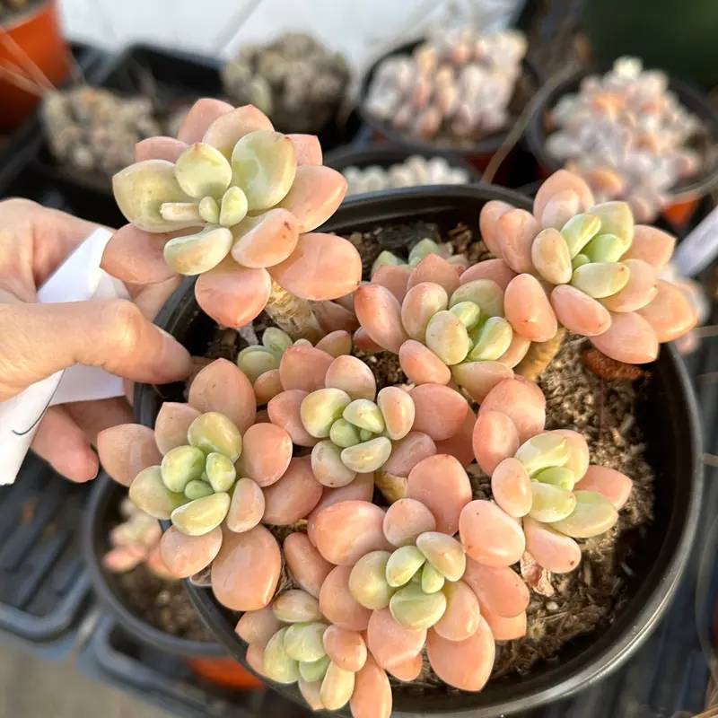 Echeveria 'Miul' cluster(around 5.5'') - Bare Root Succulents - Terra Tales