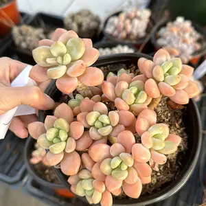 Echeveria 'Miul' large cluster(around 5.5'') - Bare Root Succulents - Terra Tales
