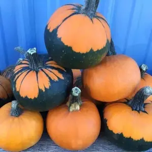 Seeds 'n Such Batwing Pumpkin Seeds for Planting - 10 Seeds for Growing Mini-Pumpkins with Unique Black Cape Appearance - Ideal for Home Gardening and Decor