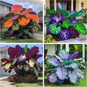 800pcs Hosta Bulbs Mix for Planting – Cold-Hardy, Low Maintenance Perennial Plants with Summer-Blooming Flowers | Shade-Loving Foliage Ideal for Garden Borders, Patios, Walkways & Containers | Easy to Grow, Perfect for Elegant Landscaping All Season