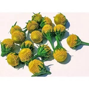 Alkaline Jambú / Numbing Pain Relief Plant from Brazil 🇧🇷