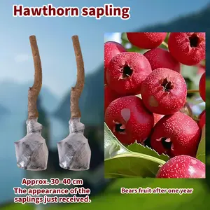 Grow Your Own Hawthorn Tree  Sweet & Tart Fruit at Home!”