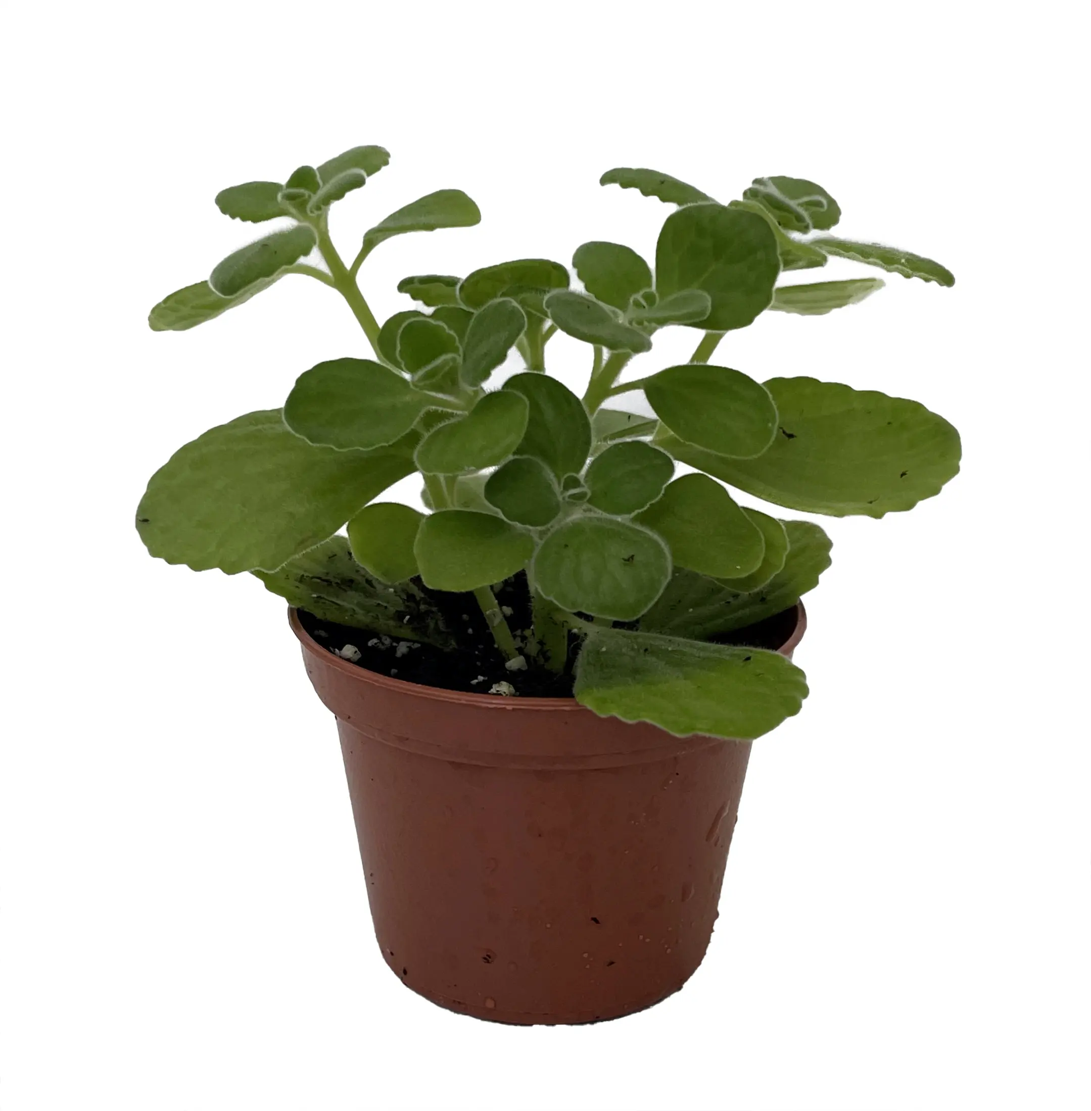 Vicks Swedish Ivy Plant - Plectranthus - 2.5" Pot