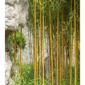 50 Yellow Crookstem Bamboo Seeds
