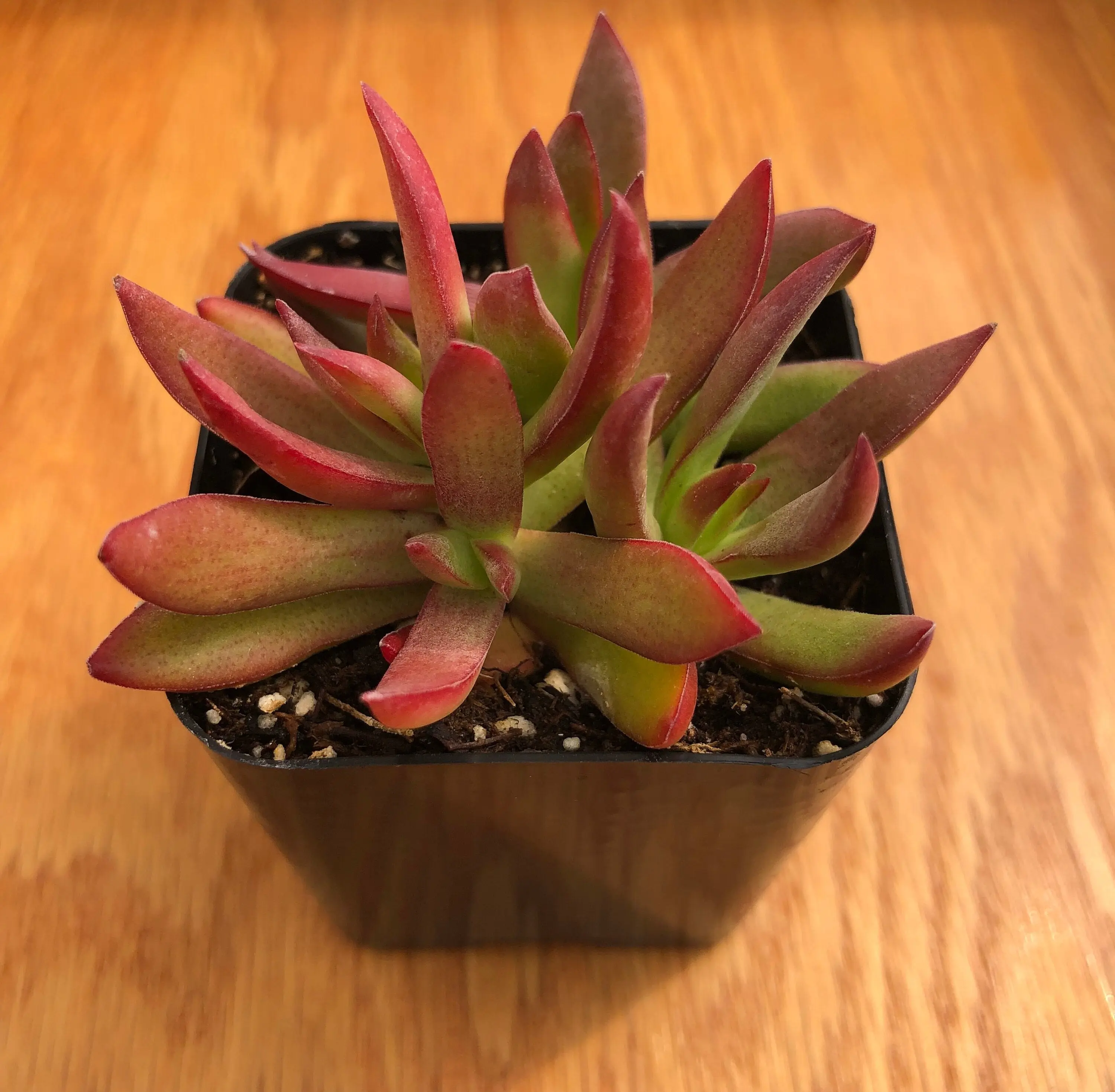 Campfire Capitella 'Crassula' | Red Pagoda | Succulents Plants Live