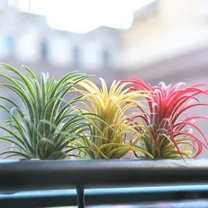 Three succulent air pineapple plants. Suitable for indoor cultivation, planting set with strong drought resistance, ideal gifts and souvenirs for birthdays, weddings, parties and Christmas