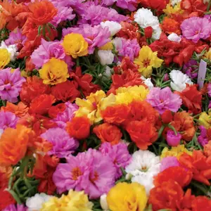 500+ Double Portulaca Seeds for Planting – Mixed Color Double Moss Rose Flower Seeds, Non-GMO Heirloom Ground Cover, Beginner-Friendly & Easy to Grow Purslane Flowers for Outdoor Garden, Pots, Beds & Yard