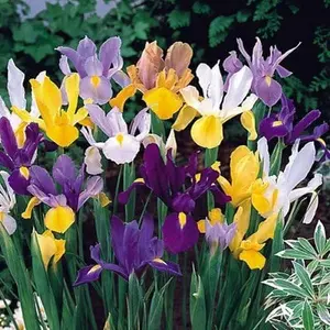 Dutch Iris Bulbs, Mixed-Perfect for Fall Planting!- (10)Bulbs