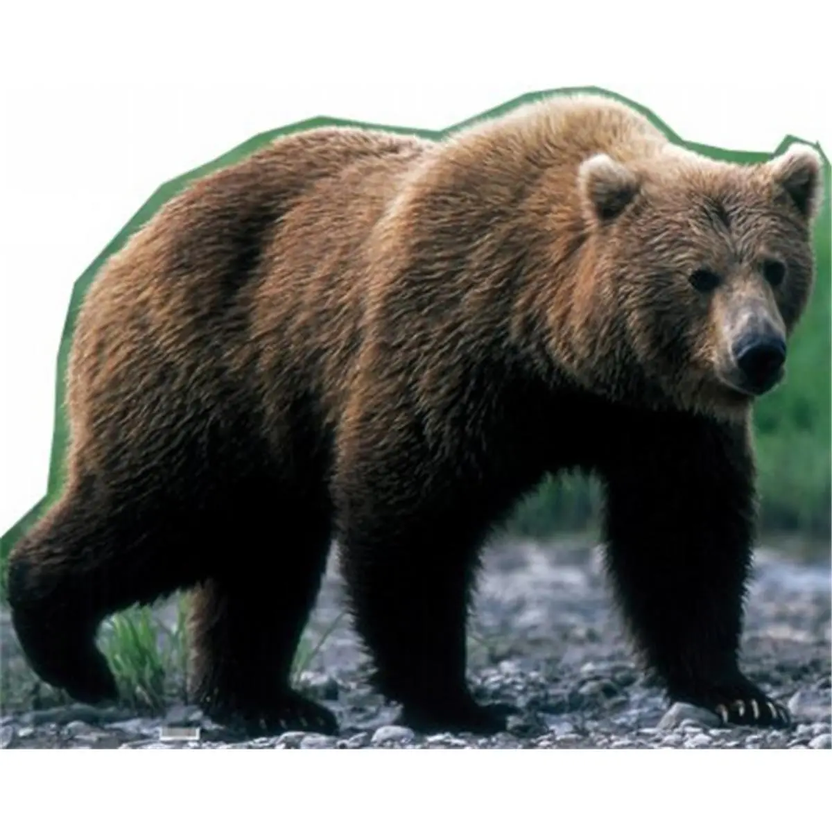 Grizzly Bear Life-Size Cardboard Stand-Up