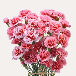Fresh Mini Carnations Bicolor Red Scarlette Plus 150 Stems 60cm Spray Carnation for Holidays and Events Long Vase Life 8 Days