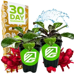 (2-Pack) Cardinal Flower Live Plant - Lobelia cardinalis by Wellspring Gardens - Versatile Starter Plant - Hummingbird Flower - Red Lobelia - Red Cardinal - Ideal for Your Garden