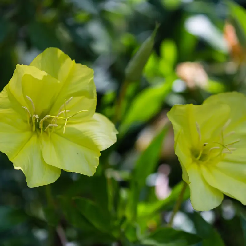 Dwarf Evening Primrose Open Pollinated Seeds (Oenothera missouriensis) Low-growing wildflower with lemon-yellow blooms; ideal for borders, dry slopes, and pollinator beds