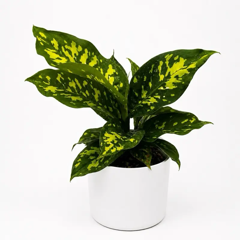 Dieffenbachia reflecta ‘Cheetah’ 6” Pot | Rare Variegated Indoor Houseplant | Large Tropical Foliage Plant | Easy Care Home Decor