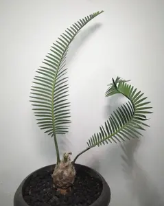 LIVE PLANT 3ft Dioon Edule - Palma de la virgen - Chestnut Dioon - Mexican Fern Palm - Cycad