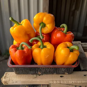 Spice Up Your Garden Mixed Pepper Seeds Shishito Thai Chili Sweet & Cayenne Easy to Grow Crazy Flavorful All Seasons Variety Pack