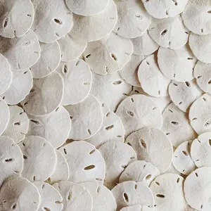 Real Sand Dollars 1.25" - 1.5" Inch (50 Pack),  White Sand Dollars for Crafts, Bulk Florida Sanddollar Shells for DIY Crafts, Beach Wedding Decor, Nautical and Coastal Room Decor