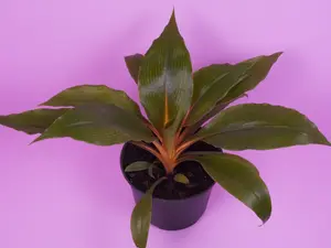 Chlorophytum Mandarin Orange – Rare Spider Plant in 6” Pot | Bright Orange Stems & Easy Care | Perfect for Beginners | Houseplants & Plant Lover Gift