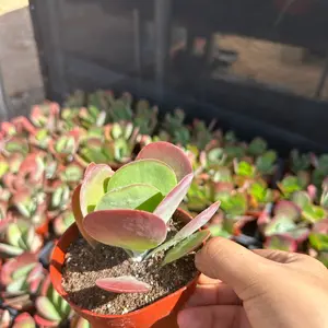 Kalanchoe flapjack thyrsiflora
