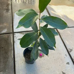 Java Plum Live Plant in 1 Gallon Pot Evergreen Tree 2.5-3 ft Tall Dark Purple Fruits Culinary Medicinal Uses