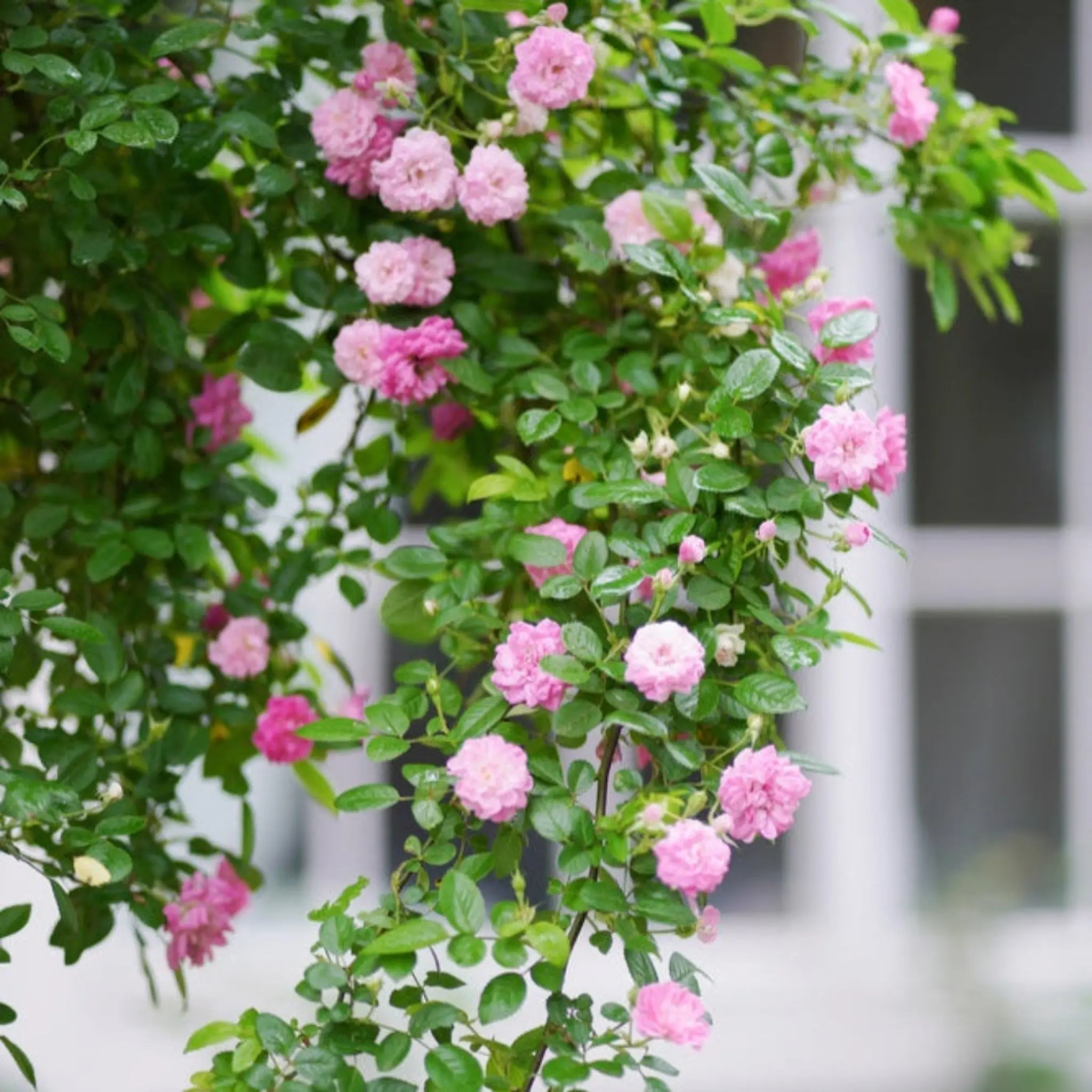 Peggy Martin Climbing Rose Plant, 12-15 ft Tall Climbing Cane, Repeat Bloomer for Beginner Gardeners (Home Improvement, Garden Supplies)