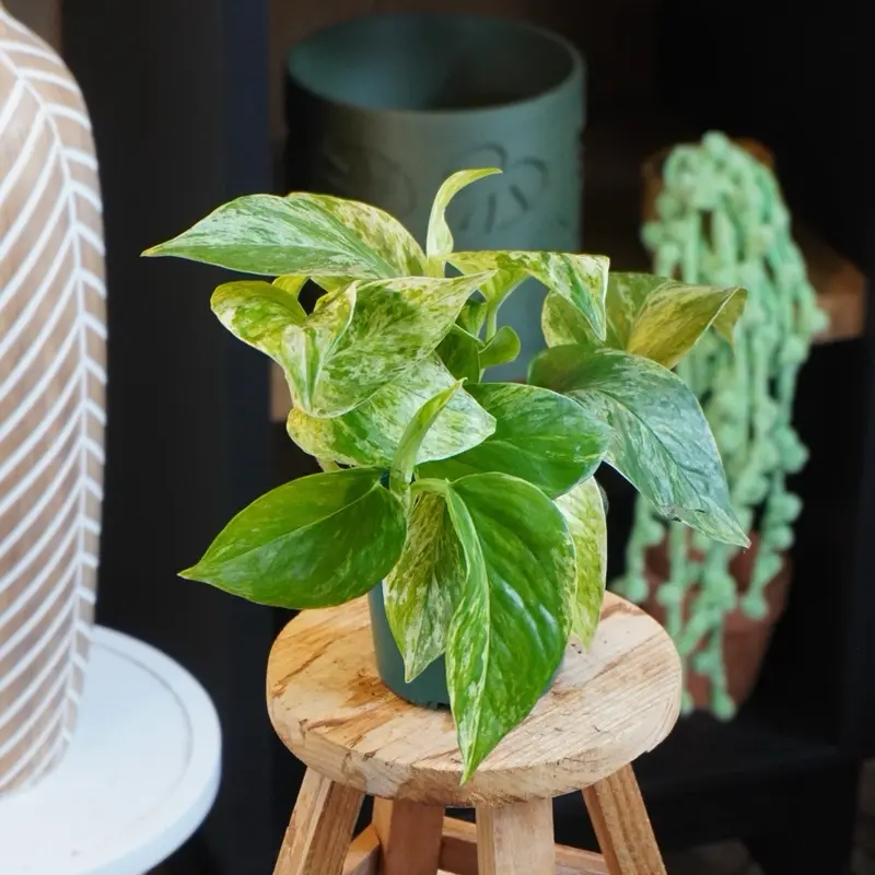 Pothos “Marble Queen” - 4” Pot