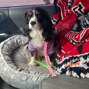 2 Packs Pet Dog Cat SeatBelts, Car Headrest Restraint Adjustable Safety Leads Vehicle Seatbelt Harness.USA Stock Ships Tomorrow! (Cats Included)