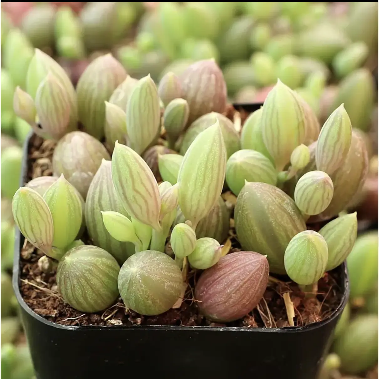 2"Live Succulent strings of watermelon 2"Live Succulent strings of watermelon