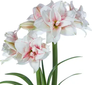 Elvas Amaryllis Bulb - Single Blooming Amaryllis, Easy to Grow Bulbs