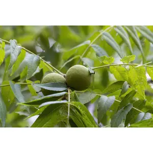 Organic Black Walnut Seedling Live Trees - Native Nut Tree, Juglans Nigra, Zones 4-9