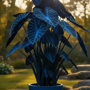 800pcs Hosta Seeds – Easy to Grow & Low Maintenance! Create lush, elegant greenery in shaded areas, pots, or borders. Hardy, fast-growing, and perfect for beginners. Add long-lasting beauty to any garden space with minimal effort!