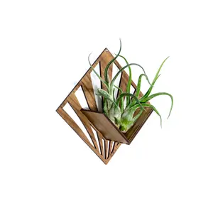 Quadrate Wall Planter 2 - Air Plant Holder Wall Hanging Display for Tillandsia, Cacti & Succulents, Made from Laser Cut Wood & Clear Acrylic, Handcrafted