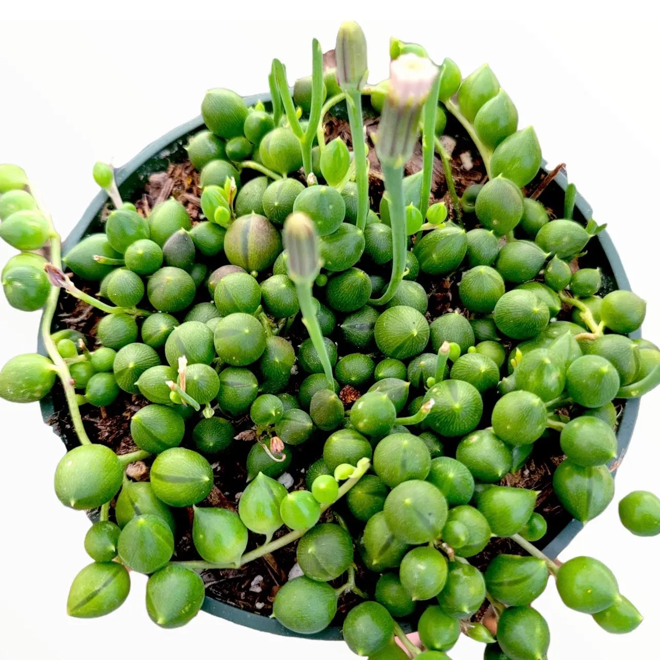 String of Pearls Succulents 6" Live Plant - Delicate Strings Cascading from Hanging Pot