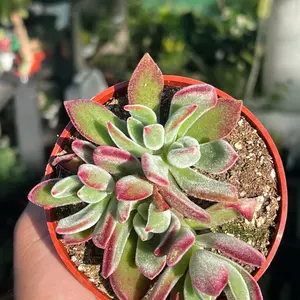 Ruby Slipper Succulent Plant | 4”