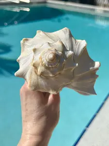 Large Atlantic Whelk 6-6.5" | Natural North Atlantic Whelk | Whelk seashell | Big real shell | Beach wedding decor | Gift for sea lover