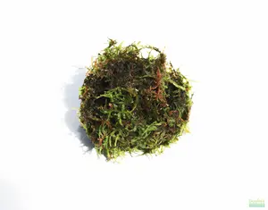 JAVA MOSS -SUPER EASY Low Light Aquarium Plant