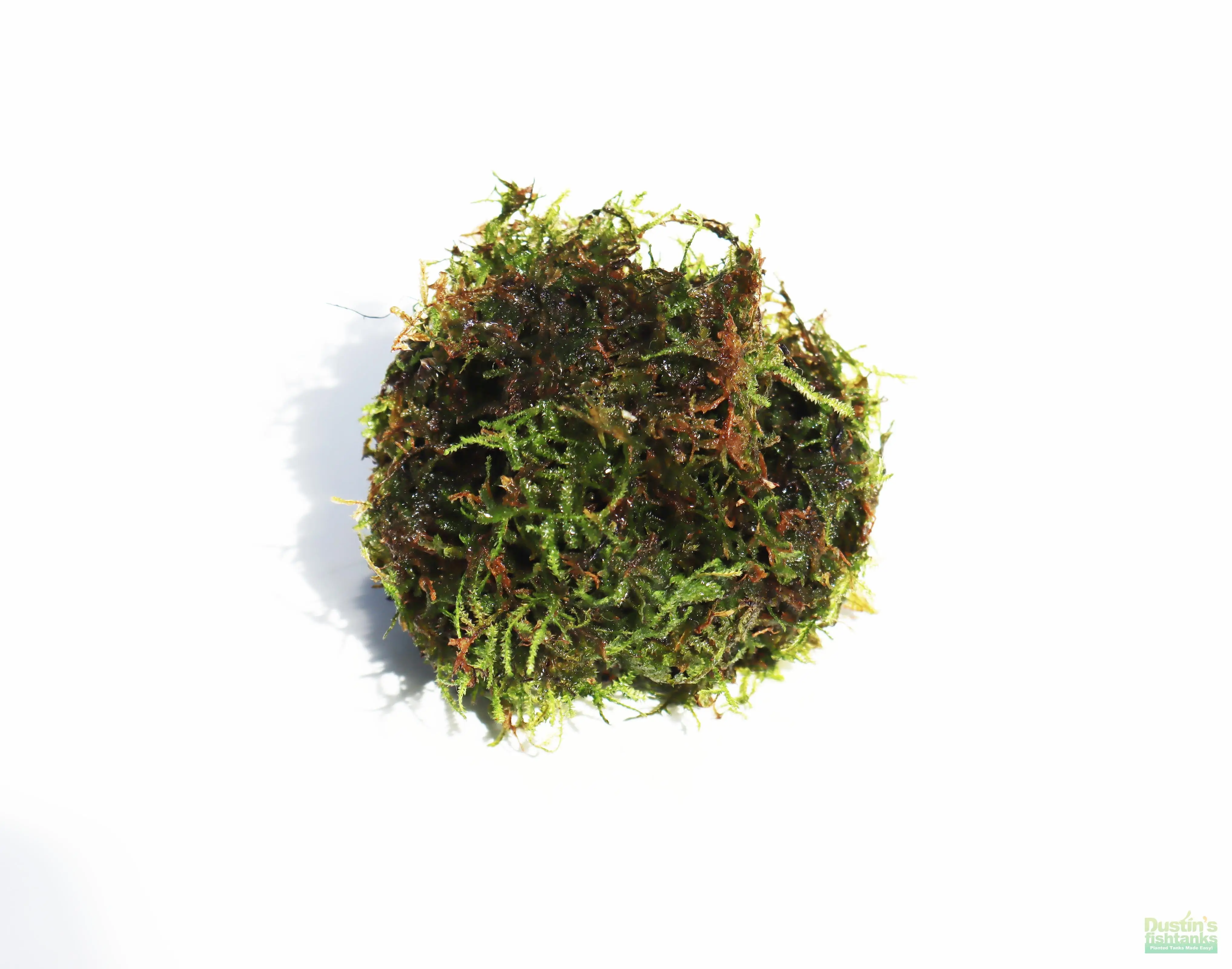 JAVA MOSS -SUPER EASY Low Light Aquarium Plant