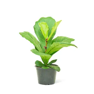 Fiddle Leaf Fig, Medium
