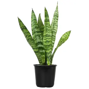 Zeylanica Snake Plant: Easy Variegated Live Houseplant - (4.25” Pot) – Popular Snake Plants – Low Maintenance House Plant for Home & Office - Great for Home or Office