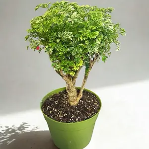 Variegated Ming Aralia Mini Bonsai Style 6 Inch Potted