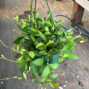 6” Hoya Burtoniae affinity
