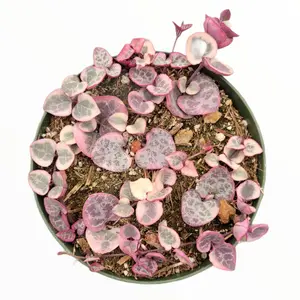 Ceropegia woodii Variegated String of Hearts Ceropegia woodii Variegated String of Hearts