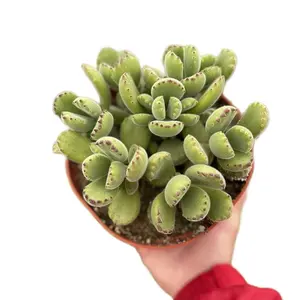 6” variegated bear paw outdoor sculpture