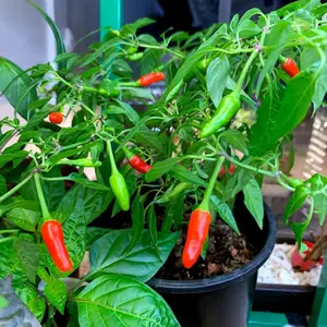 10 GUAM BOONIE PEPPER SEEDS "Doni Sali" (Capsicum chinense) RARE ULTRA HOT 2024