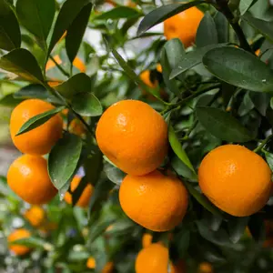 5 Sweet Juicy Honey Tangerine Seeds for Planting, Murcott Mandarin Seeds for Outdoor Garden