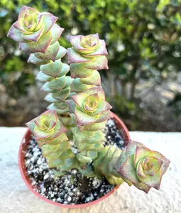 String of Buttons, Trailing Succulent, Live Plant in 4'' pot